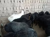 Ram, Rhon sheep — photo 3
