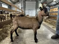 تيس, Alpine goat — الصورة 2