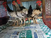 Chickens — ছবি 5