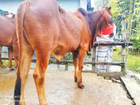 Toro, Ganado vacuno — foto 3