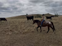 ঘোড়া, Horses of Sable Island — ছবি 6