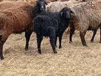 Carnero, Edilbay sheep — foto 5