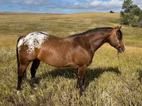 ঘোড়া, Horses of Sable Island — ছবি 1