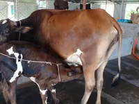 গাভী, বিফালো — ছবি 1