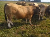 ষাঁড়, Aubrac cattle — ছবি 5