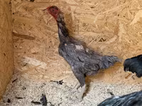 Chickens — ছবি 8