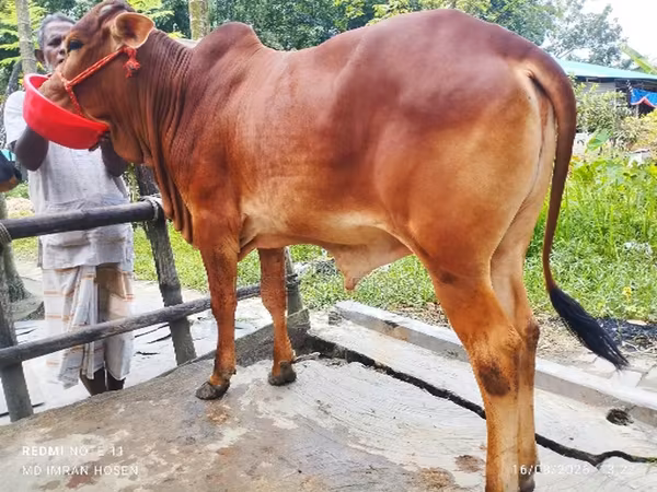 গাভী, গরু — বাংলাদেশ