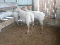 মেষী, Baerchuke sheep — ছবি 1