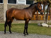 घोड़ा, Karachay horse — फ़ोटो 1