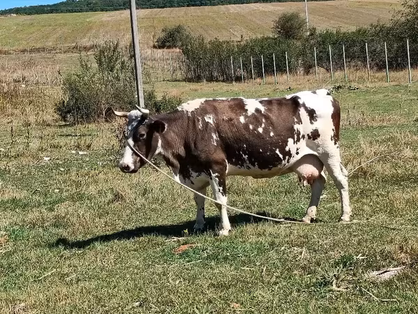 Vaca, Ganado vacuno