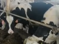Bull, Russian Black pied cattle — photo 3