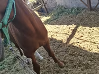 घोड़ा, Arabian horse — फ़ोटो 7