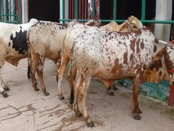 ষাঁড়, গরু — বাংলাদেশ