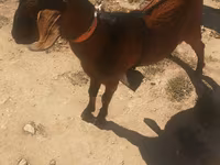 Cabro, Nubian Goat — foto 1