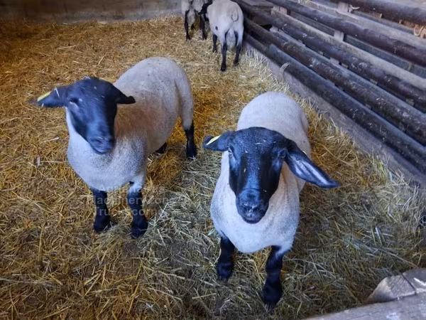 মেষী, White Suffolk sheep