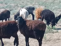 Carnero, Edilbay sheep — foto 2