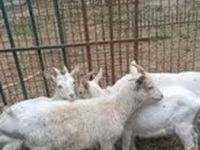 Cabra, Saanen goat — foto 2