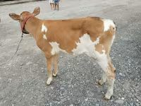 गाय, लाल बिना सींग वाली गाय — फ़ोटो 2