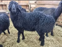 Carnero, Baerchuke sheep — foto 8