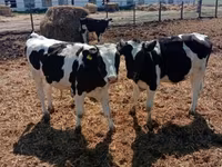 Toro, Russian Black pied cattle — foto 2