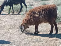 Carnero, Edilbay sheep — foto 3