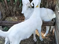ছাগল, Saanen goat — ছবি 2