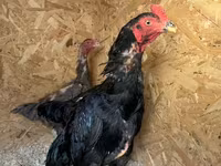 Chickens — ছবি 1