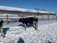 Cow, Russian Black pied cattle — photo 1
