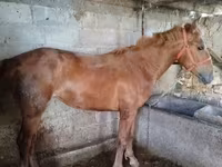 घोड़ी, Swedish warmblood horse — फ़ोटो 2