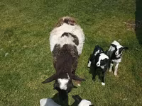نعجة, Kuibyshev sheep — الصورة 7