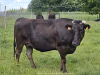 गाय, वाग्यू — फ़ोटो 1