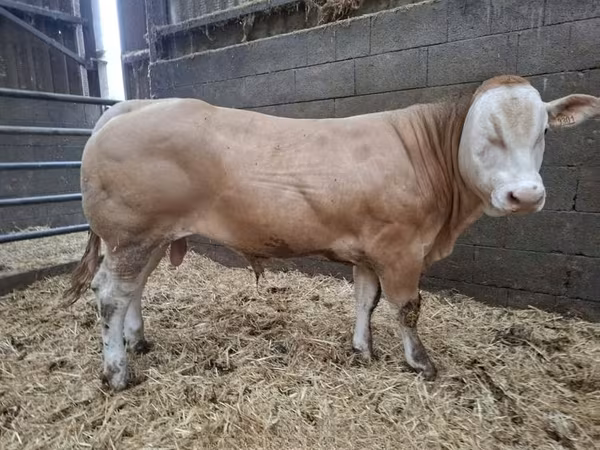 सांड, Blonde d’Aquitane cattle