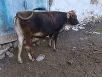 सांड, अलाताऊ नस्ल — फ़ोटो 7