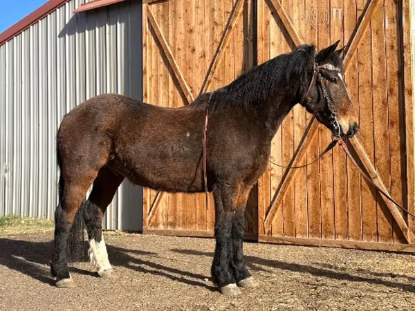 Caballo, Mustang