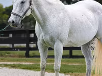 Hengst, National Show Horse — Foto 3