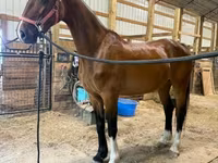 घोड़ी, Dutch warmblood horse — फ़ोटो 4
