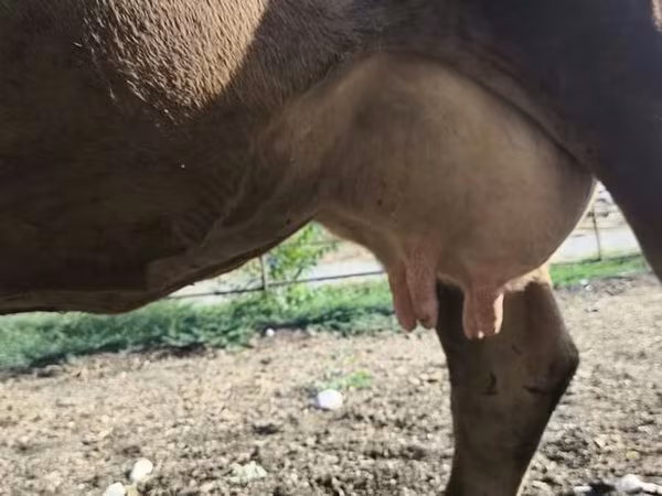 गाय, अलाताऊ नस्ल