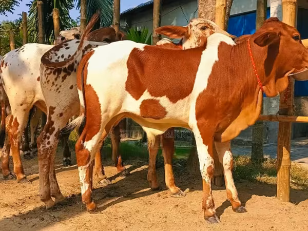 ষাঁড়, বিফালো — বাংলাদেশ