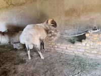 كبش, Rhon sheep — الصورة 3