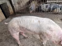 পুরুষ শূকর, শূকর — ছবি 4