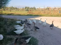Geese — Foto 3