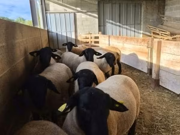 ভেড়ার পাঁঠা, White Suffolk sheep