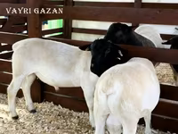 كبش, Edilbay sheep — الصورة 8