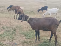 Cabra, Nubian Goat — foto 4