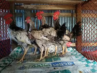 Chickens — ছবি 6