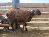 Carnero, Katum sheep — foto 7