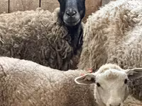 ভেড়ার পাঁঠা, Katum sheep — ছবি 8