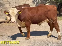 Toro, Vaca roja bielorrusa — foto 3