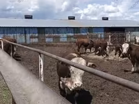 Vaca, Hereford — foto 1