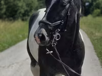 Mare, Horse breed — photo 3